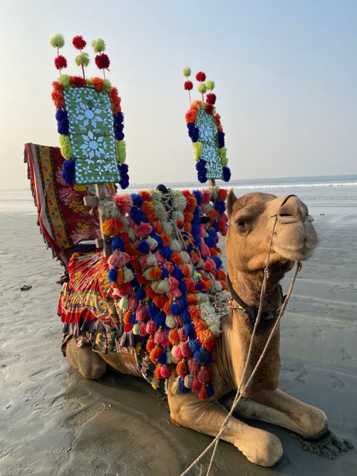 Sindh village experience